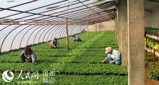 三农致富经白术_三农致富经白术_三农致富经白术