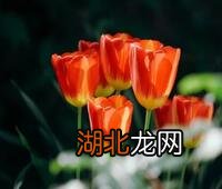 农村种植什么赚钱快成本低