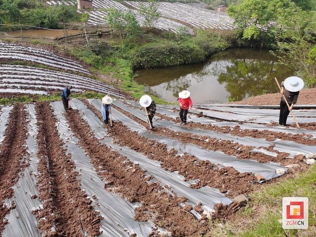 兴隆镇先锋村：栽下金丝皇菊 致富有了盼头