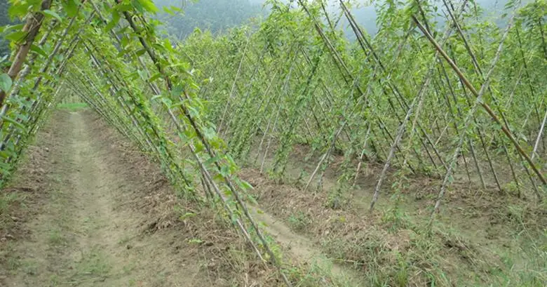 视频致富紫色种植淮山是真的吗_紫淮山种植方法_致富经紫色淮山种植视频