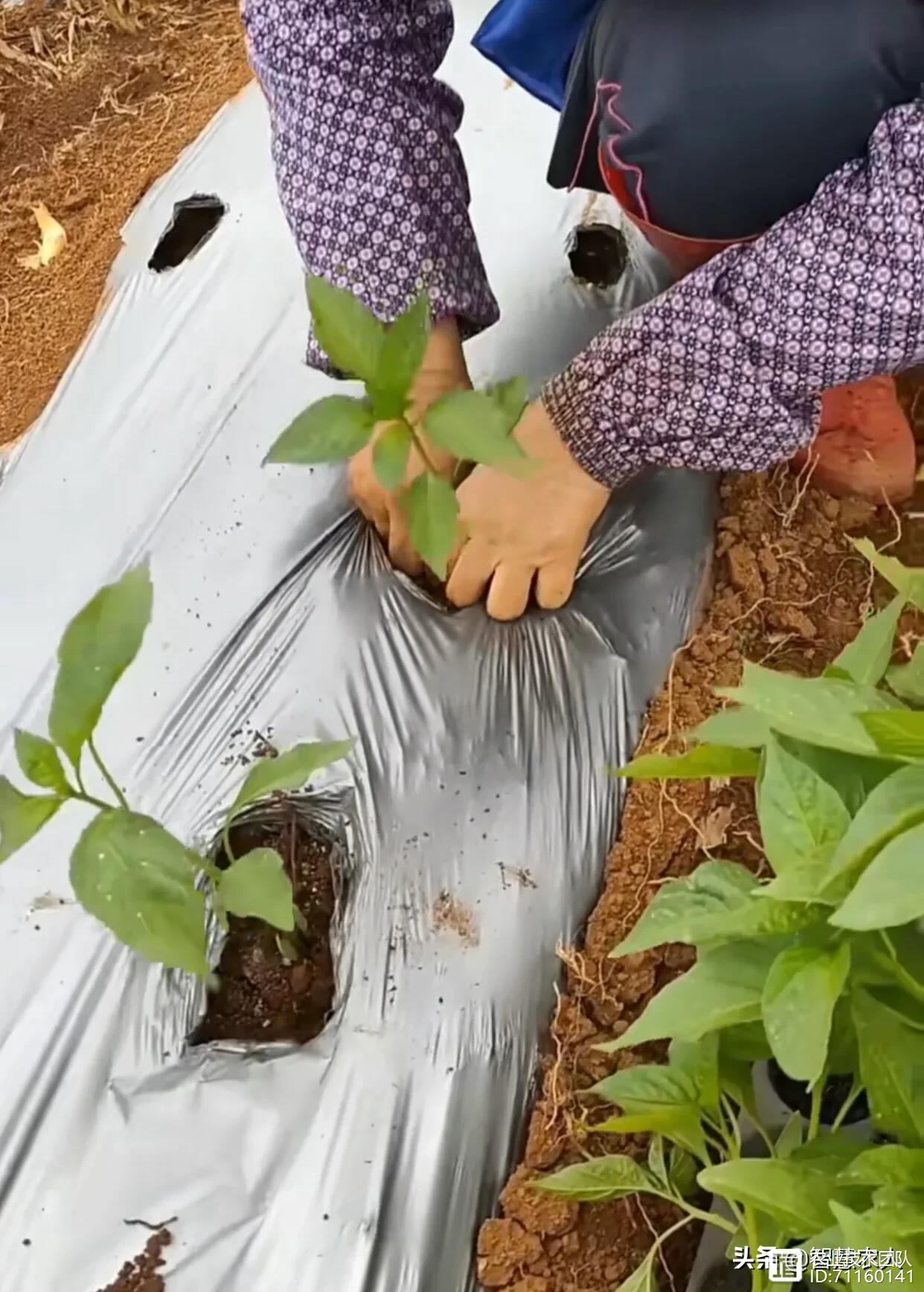 秋延迟辣椒种植管理技术，做好这3点，一季收益可超一年！