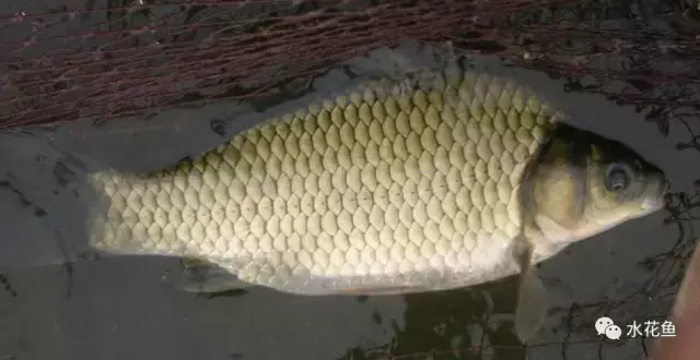 养殖水花黑鱼技术视频_养殖水花黑鱼技术要点_关于黑鱼水花养殖技术