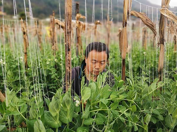 种植青豌豆致富_青豌豆种植时间_致富豌豆种植青菜视频