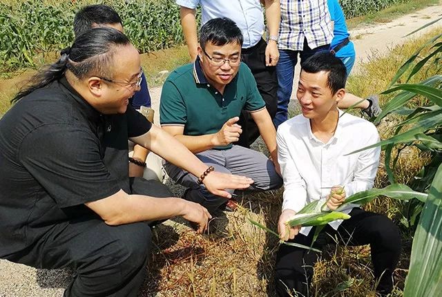 麒麟瓜冰糖种植技术与管理_冰糖麒麟瓜怎么种_冰糖麒麟瓜种植技术