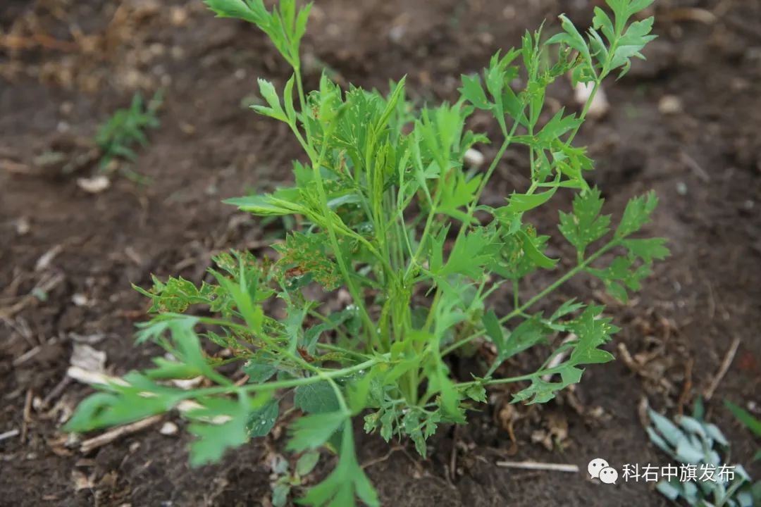 中药材种植致富案例_药材种植业致富项目_药材种植致富项目