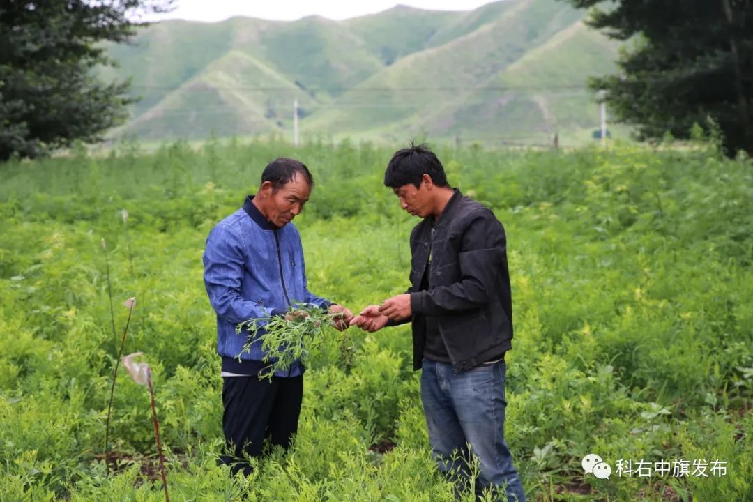 中药材种植致富案例_药材种植致富项目_药材种植业致富项目