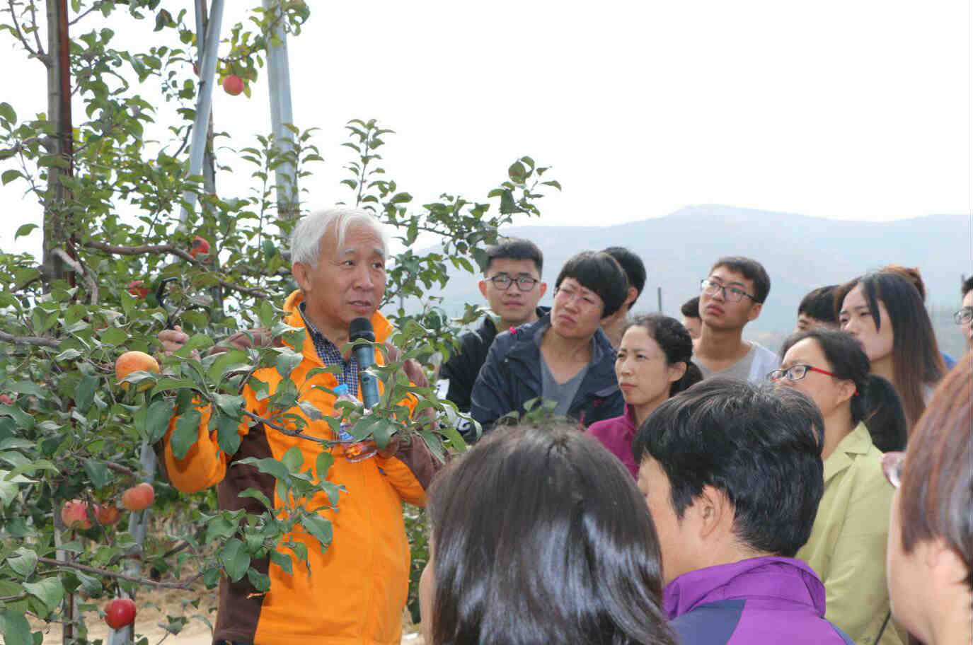 种植野菜致富_农村野菜中药_致富经盆栽野菜中药材