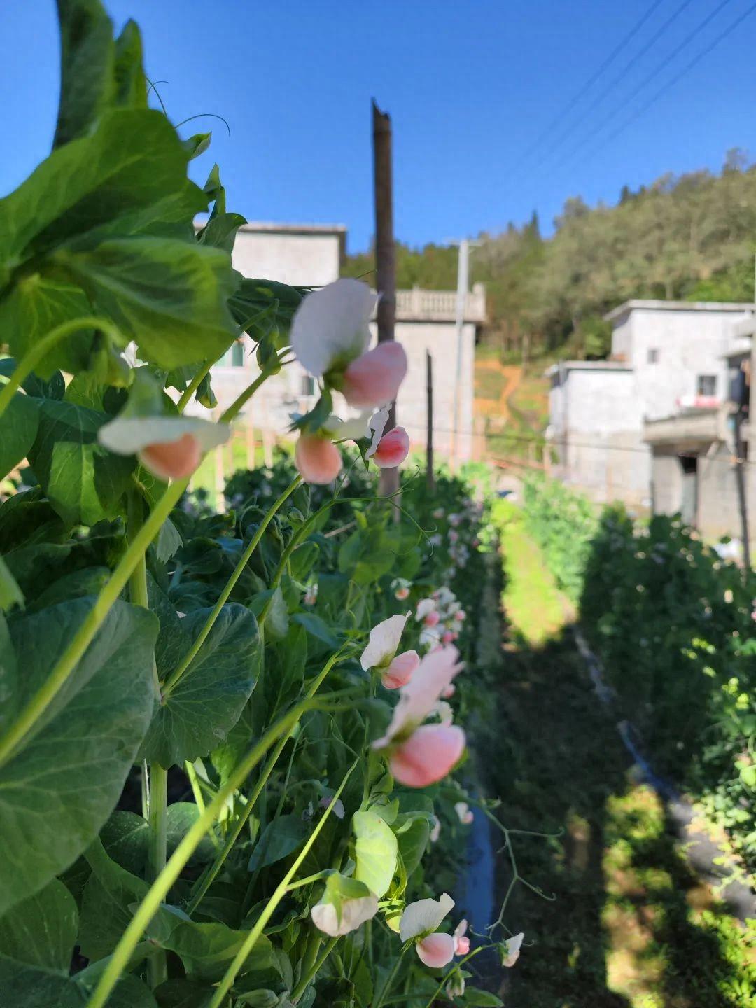 致富豌豆种植青菜视频_种植青豌豆致富_青豌豆种植技术