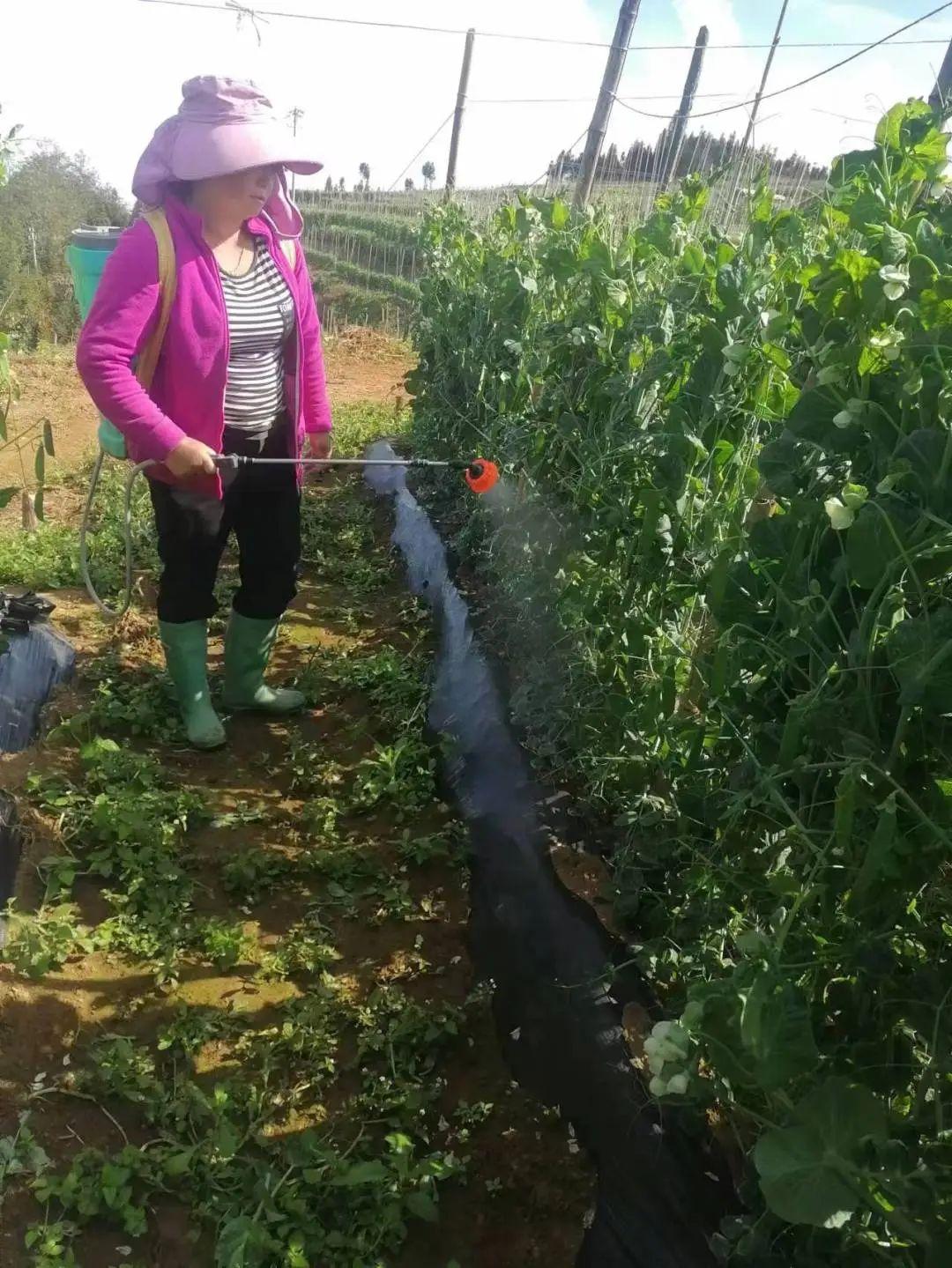 种植青豌豆致富_青豌豆种植技术_致富豌豆种植青菜视频