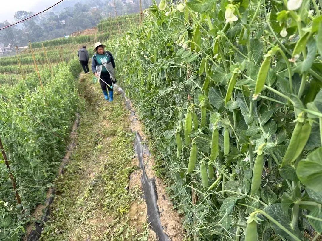 青豌豆种植技术_致富豌豆种植青菜视频_种植青豌豆致富