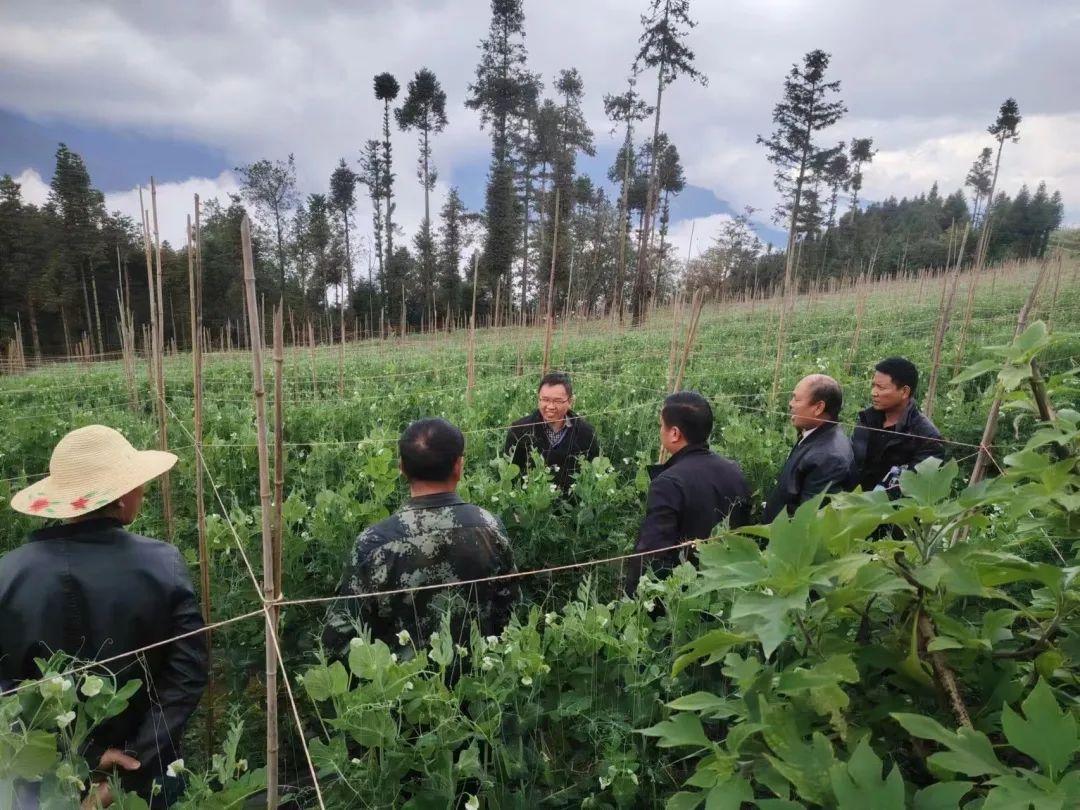 种植青豌豆致富_致富豌豆种植青菜视频_青豌豆种植技术