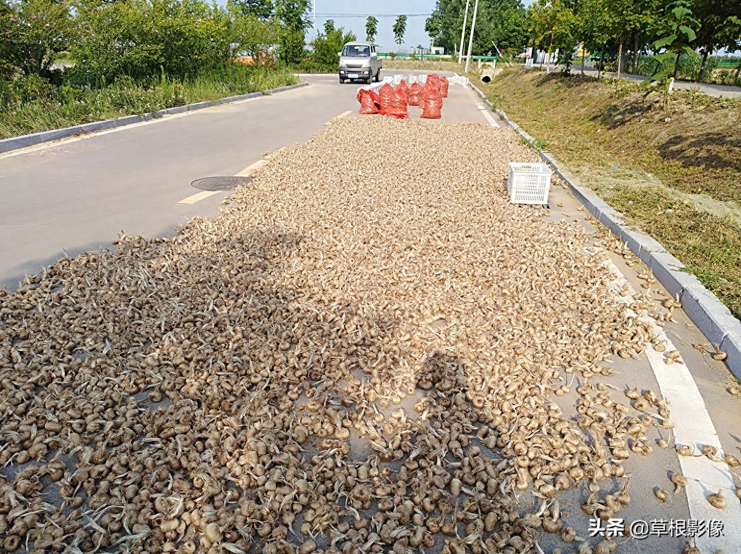 小伙种名贵药材数十年，每亩盈利5万多，带动全国一半种植面积