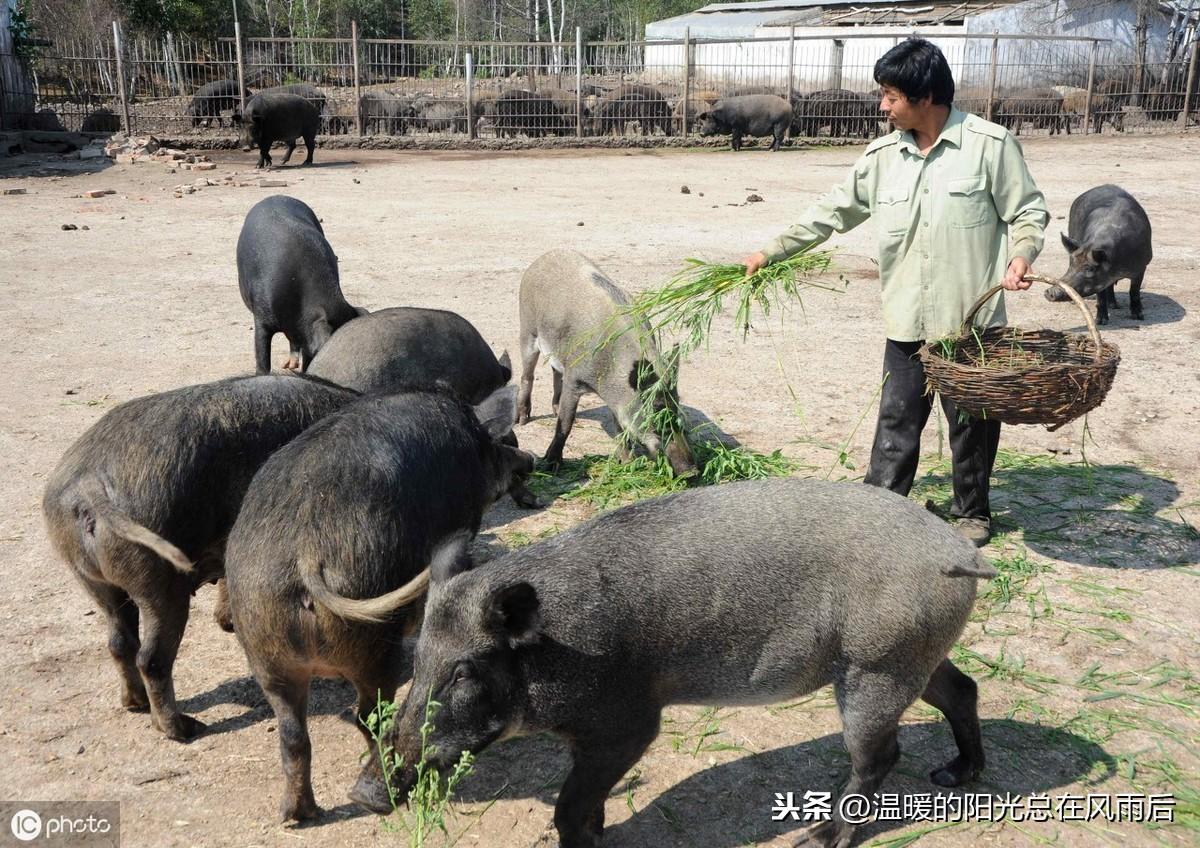 致富养殖什么最赚钱_专业养殖致富项目_农村致富项目养殖业