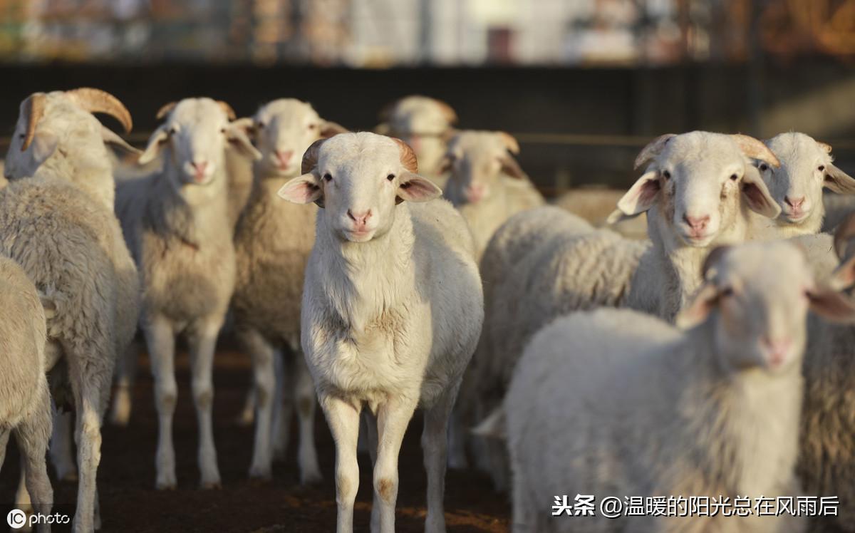 专业养殖致富项目_致富养殖什么最赚钱_农村致富项目养殖业