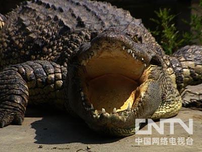 致富经鳄鱼龟养殖视频_致富鳄鱼凶猛视频_致富经鳄鱼凶猛