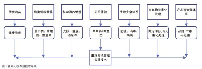 健康养殖 | 标准化蛋鸡场无抗养殖关键技术分析