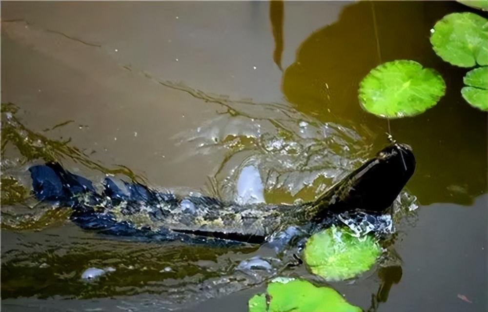 养殖水花黑鱼技术要点_关于黑鱼水花养殖技术_养殖水花黑鱼技术视频
