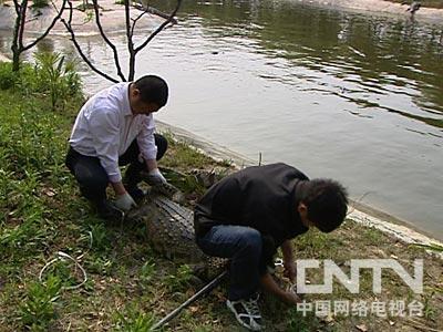 致富经鳄鱼龟养殖视频_致富经鳄鱼凶猛_致富经鳄鱼养殖视频