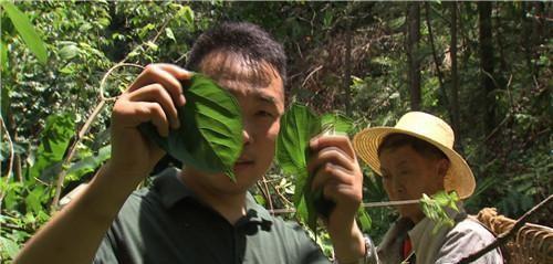 奉节陈涛_重庆奉节副县长陈鼎_致富经重庆奉节县陈波