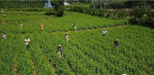 致富经重庆奉节县陈波_奉节陈涛_重庆奉节副县长陈鼎