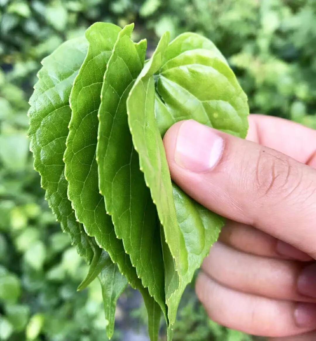 奉节陈涛_致富经重庆奉节县陈波_重庆奉节副县长陈鼎