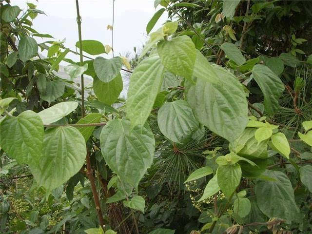 重庆奉节副县长陈鼎_奉节陈涛_致富经重庆奉节县陈波