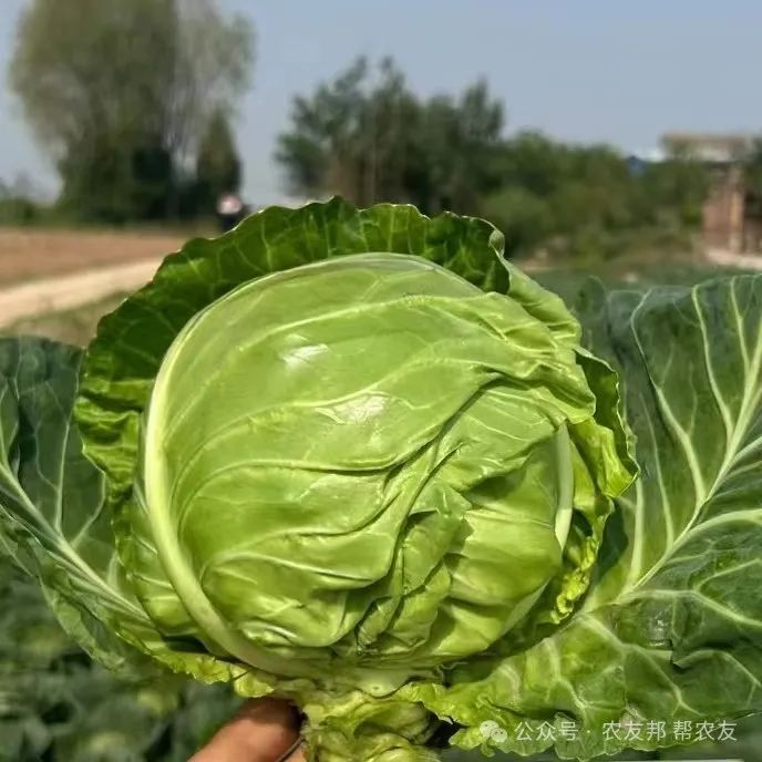 越冬包菜田间管理_包菜越冬种植技术_越冬种植包菜技术要点