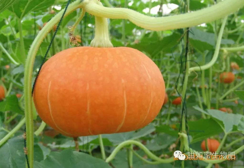 南瓜种植技术与管理方法_南瓜如何种植技术_板栗南瓜种植技术