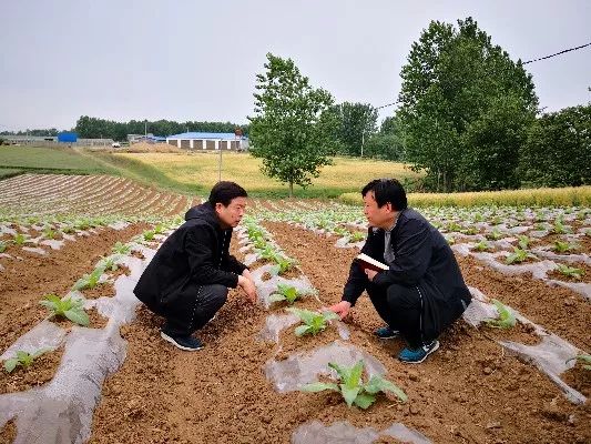 越冬包菜田间管理_越冬种植包菜技术与管理_包菜越冬种植技术