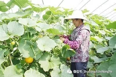 南瓜的种植技术和方法_板栗南瓜种植技术_南瓜如何种植技术