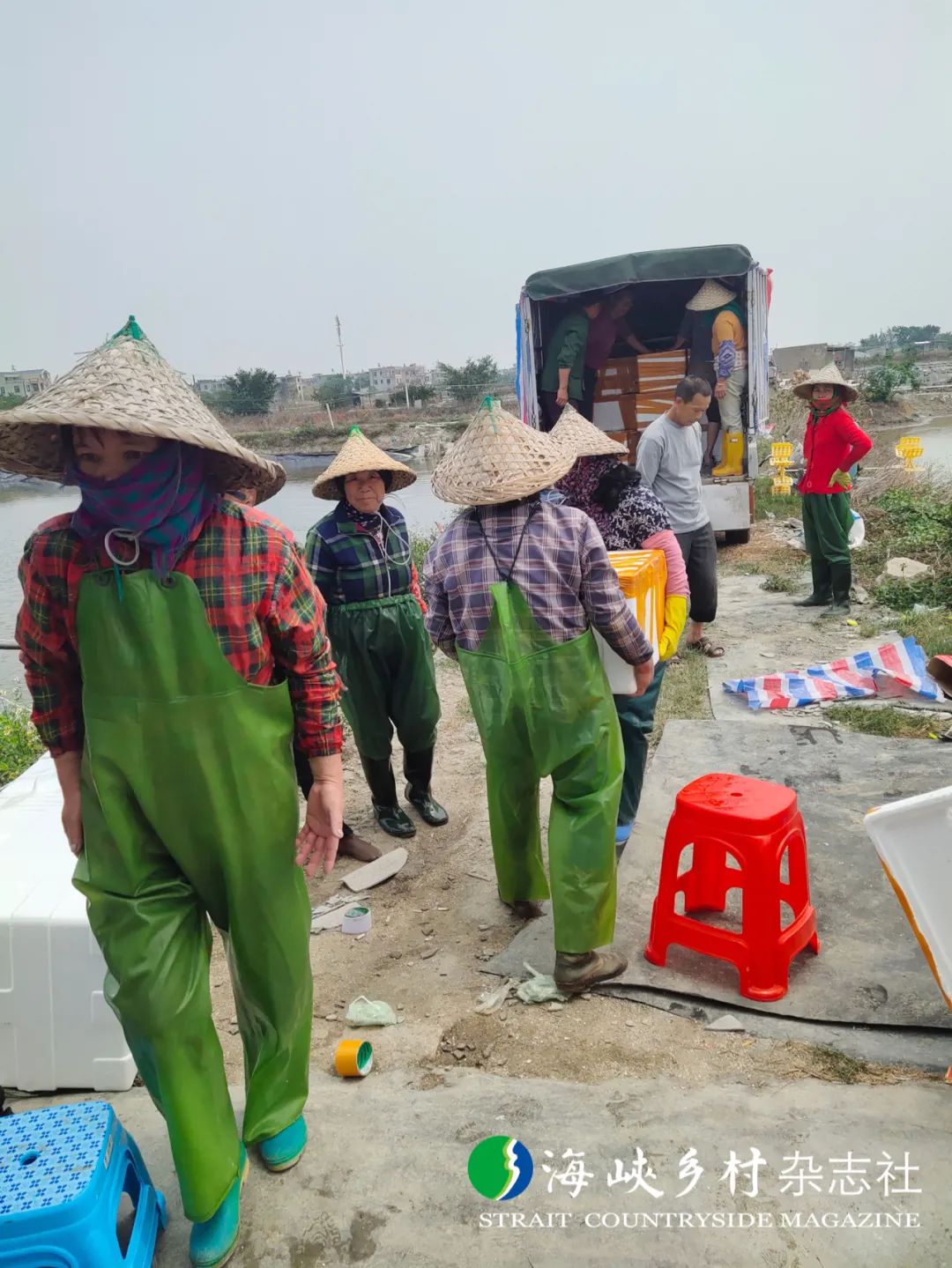 花蛤养殖致富_花蛤养殖致富_花蛤养殖致富