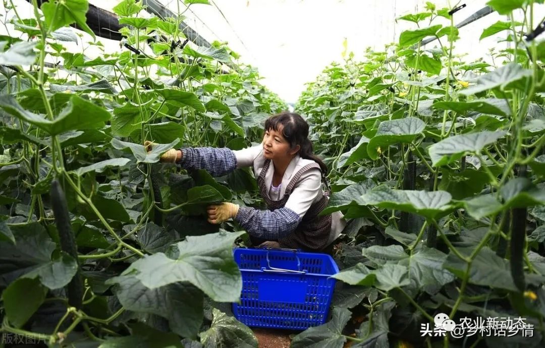 油麦菜种植技术和时间_油麦菜种植时间及技术要点_种植油麦菜的方法和时间