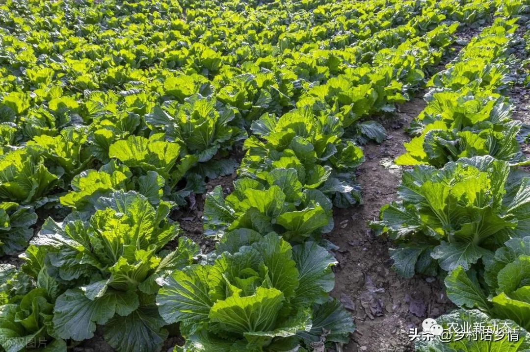 油麦菜种植技术和时间_种植油麦菜的方法和时间_油麦菜种植时间及技术要点