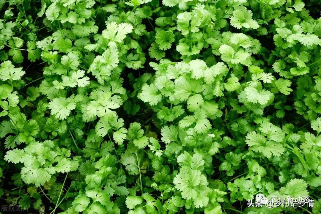 油麦菜种植时间及技术要点_油麦菜种植技术和时间_种植油麦菜的方法和时间