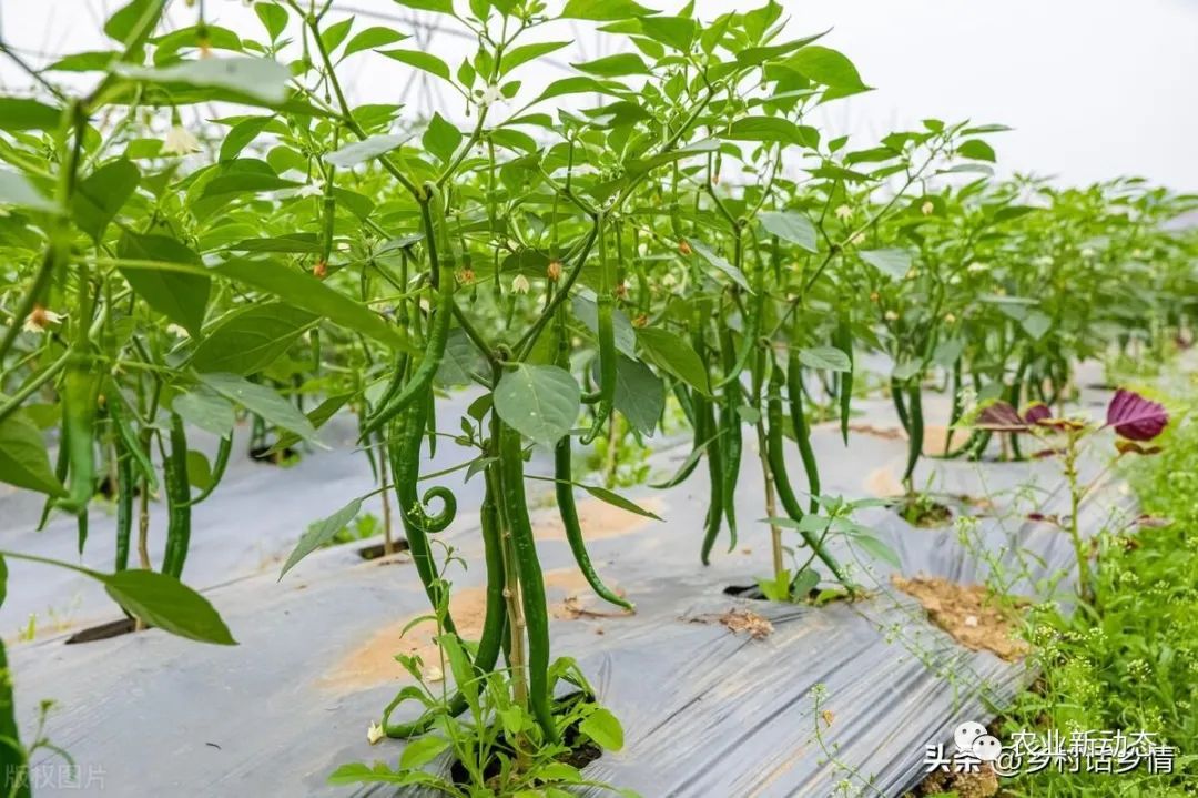 种植油麦菜的方法和时间_油麦菜种植时间及技术要点_油麦菜种植技术和时间