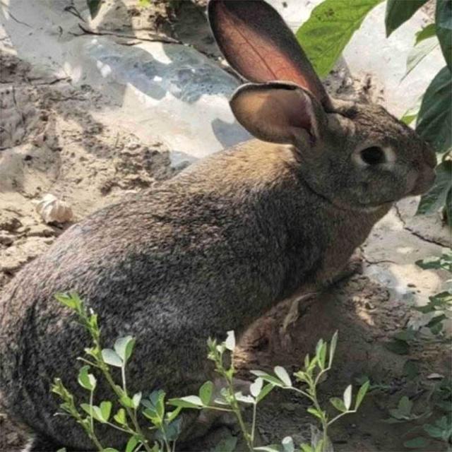 养兔子的花销_兔子花的养殖_花5000学兔子养殖技术