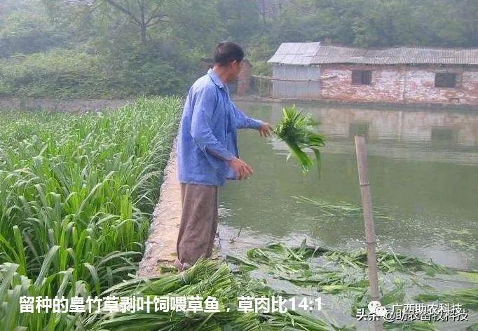 草鱼养殖技术视频高清_草鱼养殖场技术视频_草鱼养殖视频教程