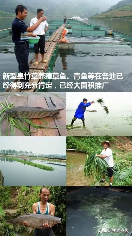 草鱼养殖场技术视频_草鱼养殖视频教程_草鱼养殖技术视频高清