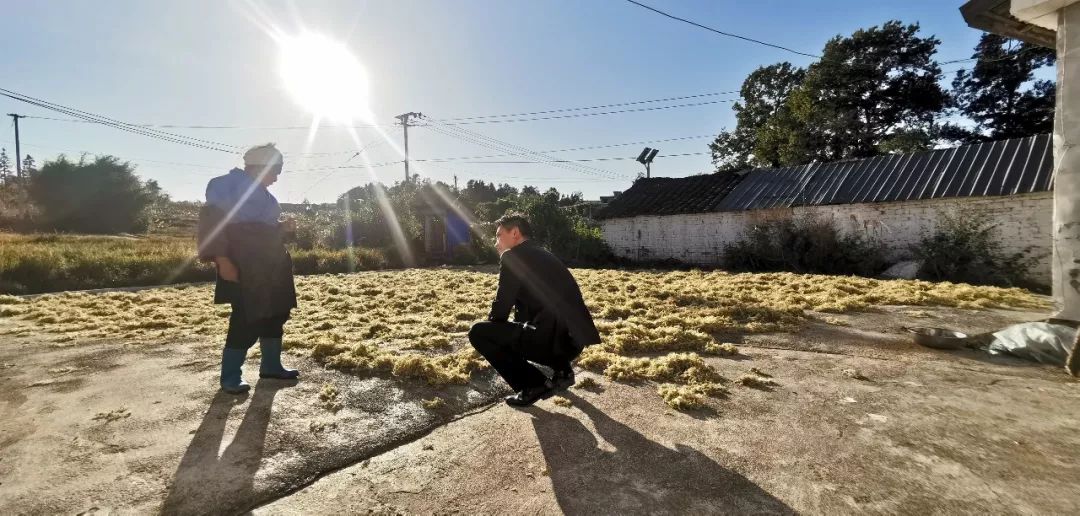 上海种地_上海种植什么农作物_上海农业种植致富