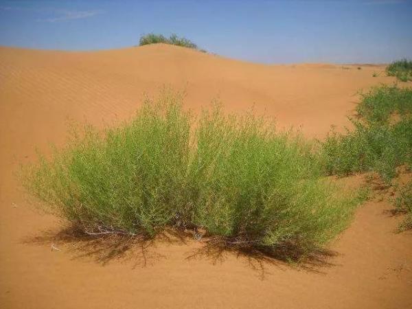 苍耳种植投资与利润_苍耳种植致富视频_苍耳种植