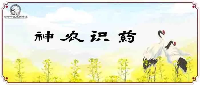 《神农识药》疏调气机汤之白芍