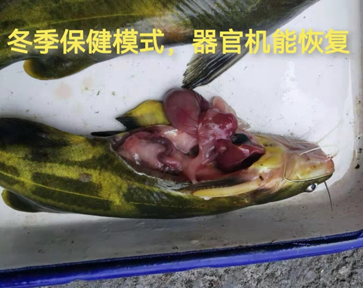 草鱼养殖视频教程_草鱼养殖场技术视频_草鱼养殖技术视频高清