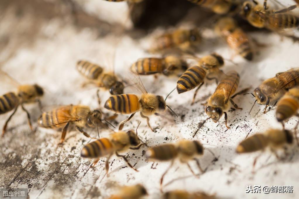 中华蜜蜂技术养殖_蜜蜂养殖中华技术视频_《蜜蜂养殖技术》