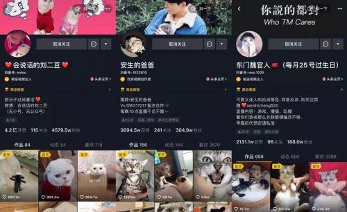 在抖音，如何捧红一只猫？