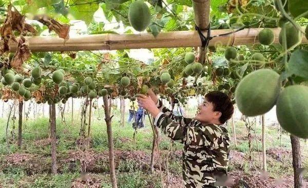 致富种植什么比较赚大钱_种植快速致富_种植致富经