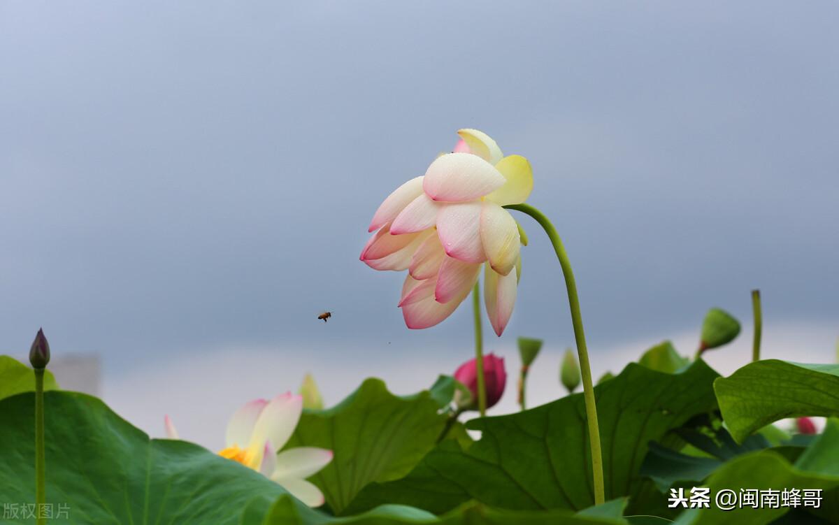 蜜蜂养殖实用技术_中华蜜蜂技术养殖_蜜蜂养殖中华技术研究