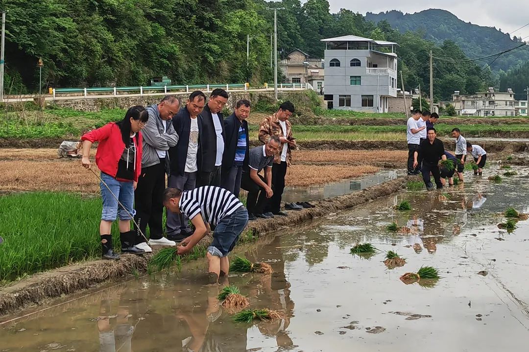 水稻种植技术全集_全集水稻种植技术有哪些_水稻种植全过程