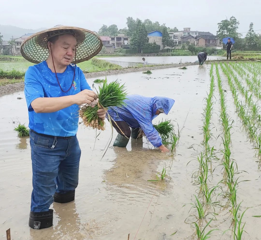 全集水稻种植技术有哪些_水稻种植全过程_水稻种植技术全集