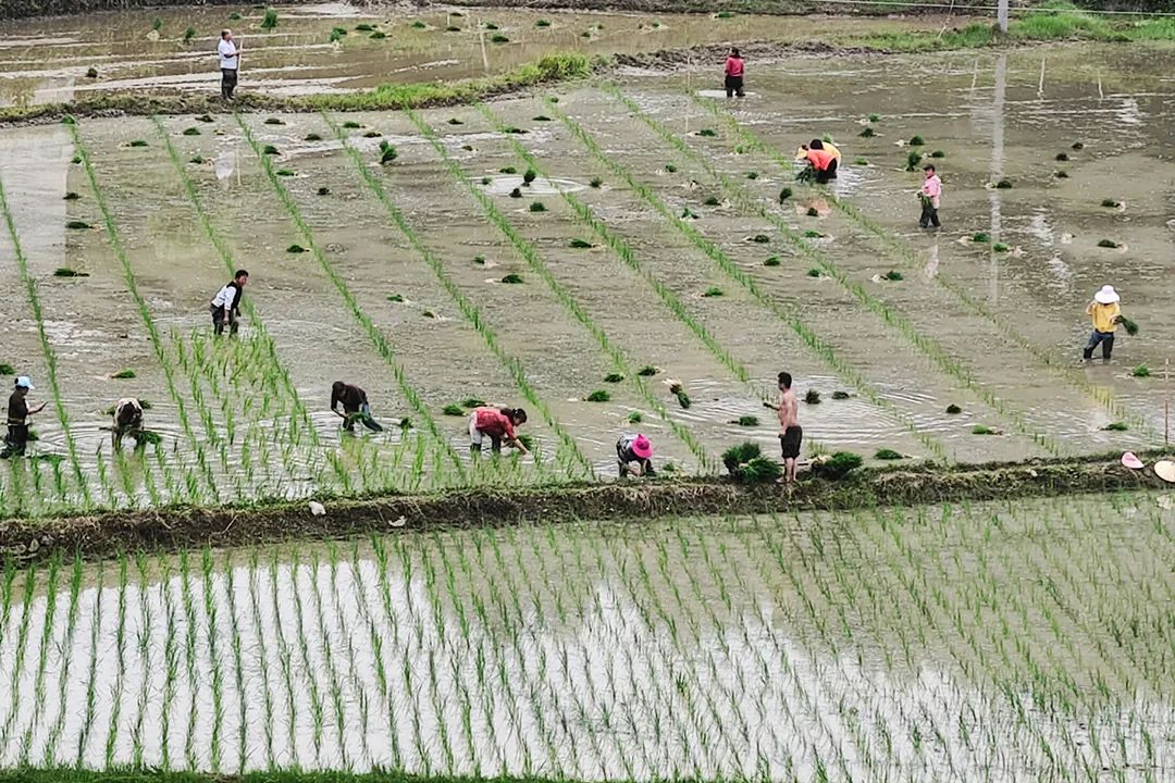 水稻种植技术全集_水稻种植全过程_全集水稻种植技术有哪些