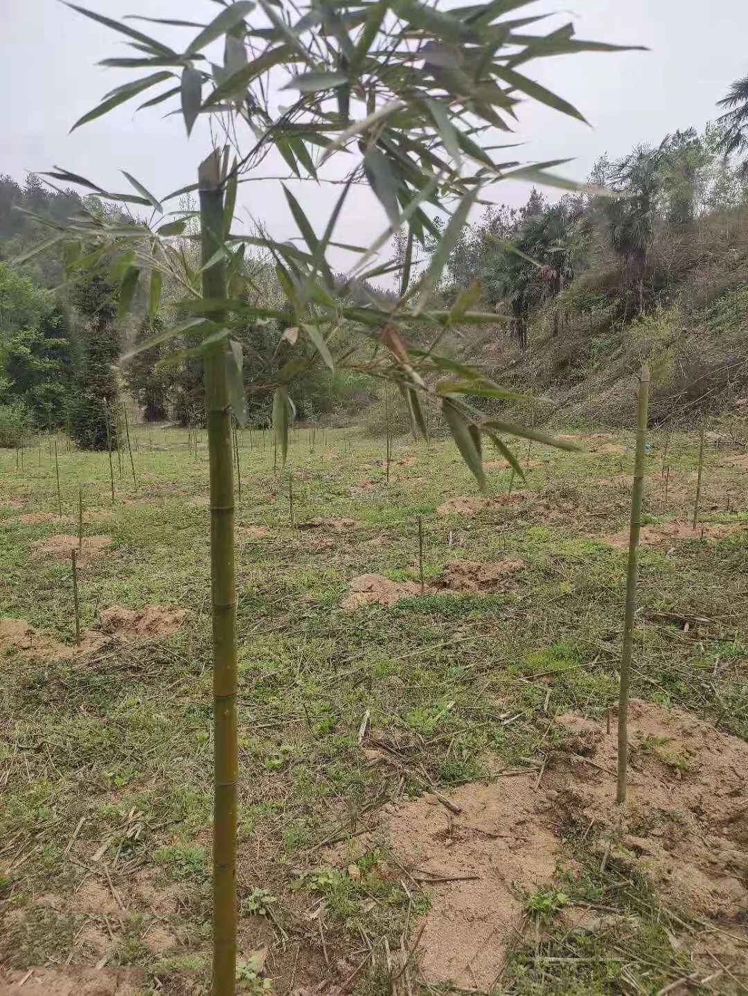 致富笋竹种植视频_竹笋种植前景如何_竹笋种植致富